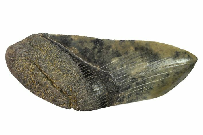 Partial, Fossil Megalodon Tooth Paper Weight #144437